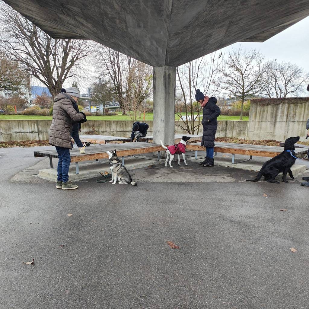 Menschen mit Hunden im Park unter einer modernen Überdachung, Spaziergang, Gemeinschaft.
