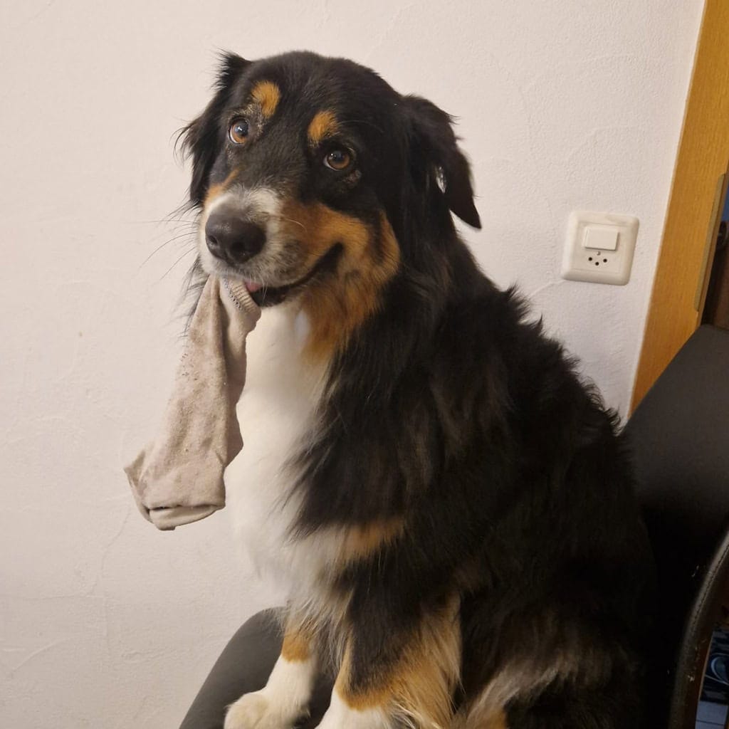 Hund mit Socken im Maul, lustiges Tierbild, Haustier, Hund, Tierfotografie.