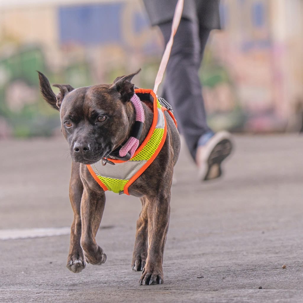 Hund an der Leine beim Mantrailing, nimmt er die Spur mit der Nase auf und sucht eine Person