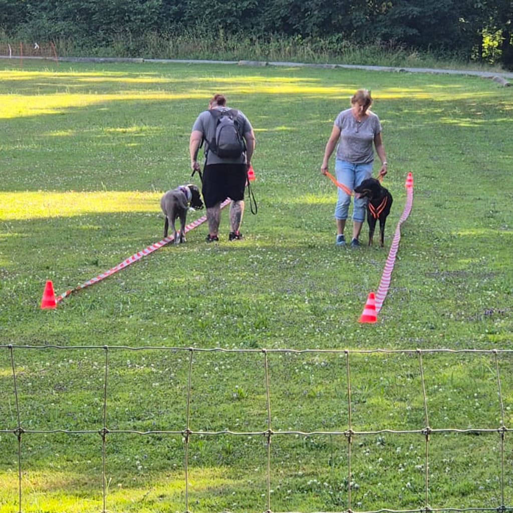 Zwei Frauen trainieren Hunde auf einer Wiese mit Markierungen und Hütchen.