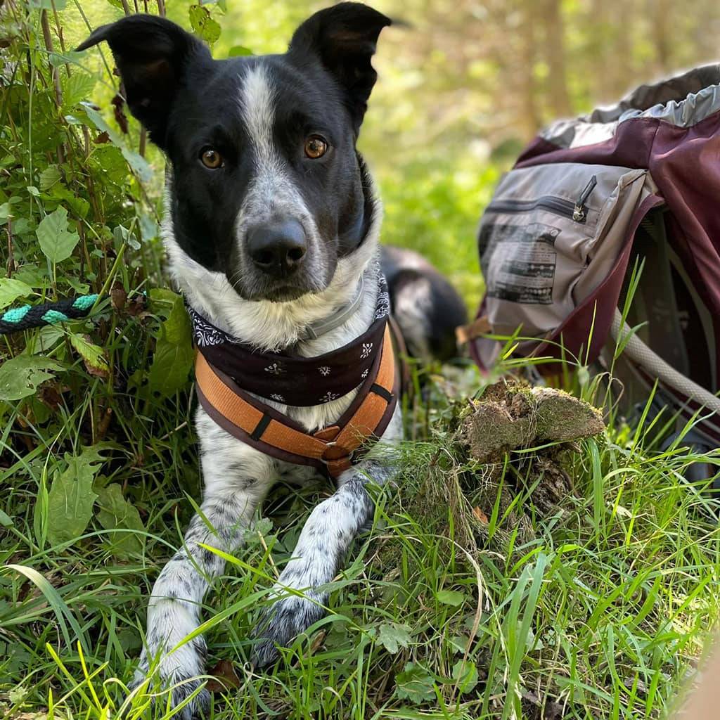 Hund beim Wandern im Grünen, Natur, Abenteuer, Outdoor, Tier, Spaziergang.