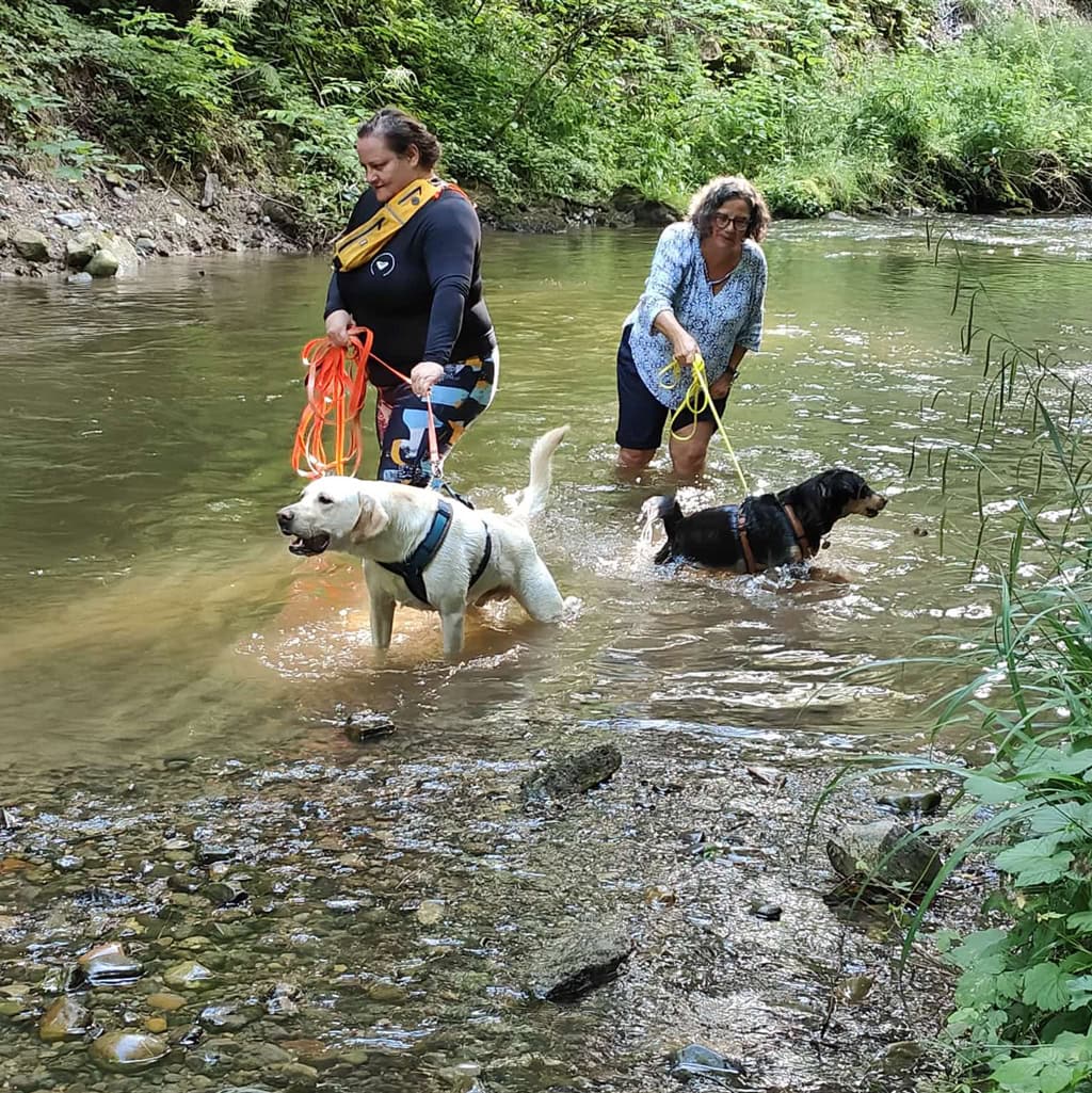 Regelmäßige Bewegung mit dem Hund steigert die Ausdauer und mindert Übergewichtsrisiken. Die enge Beziehung zum Tier unterstützt die psychische Verfassung durch Endorphinausschüttung und soziale Kontakte.