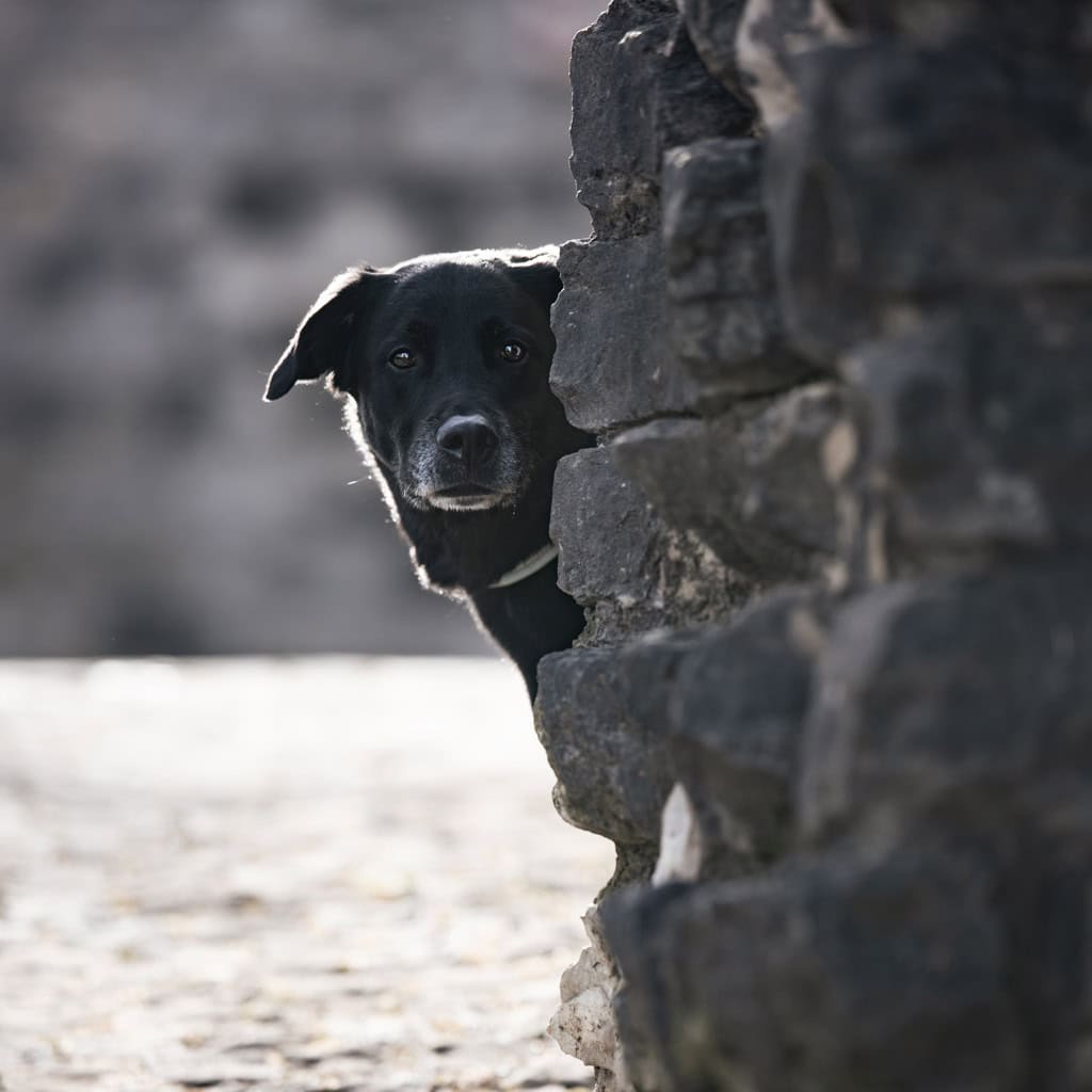 Schwarzer Hund schaut neugierig hinter einer Steinmauer hervor.