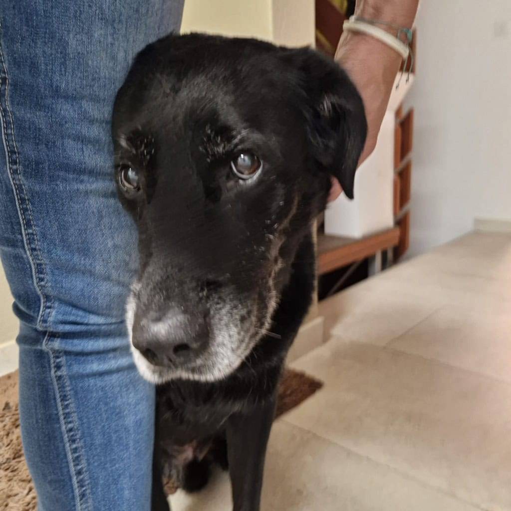 Schwarzer Hund an der Leine, gehalten von Person, im Innenraum.