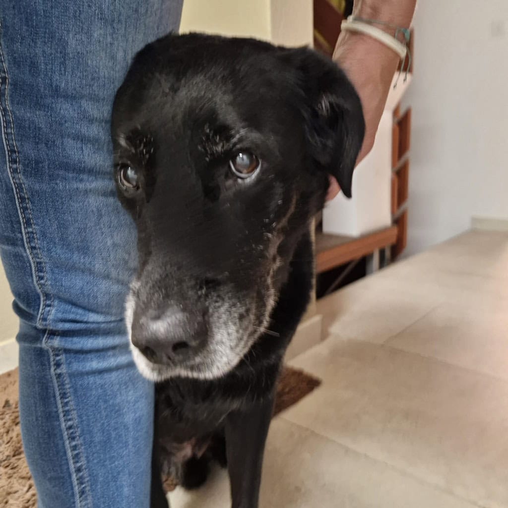 Schwarzer Hund an der Leine, im Haus, mit freundlichem Blick, ideal für Hundeliebhaber.
