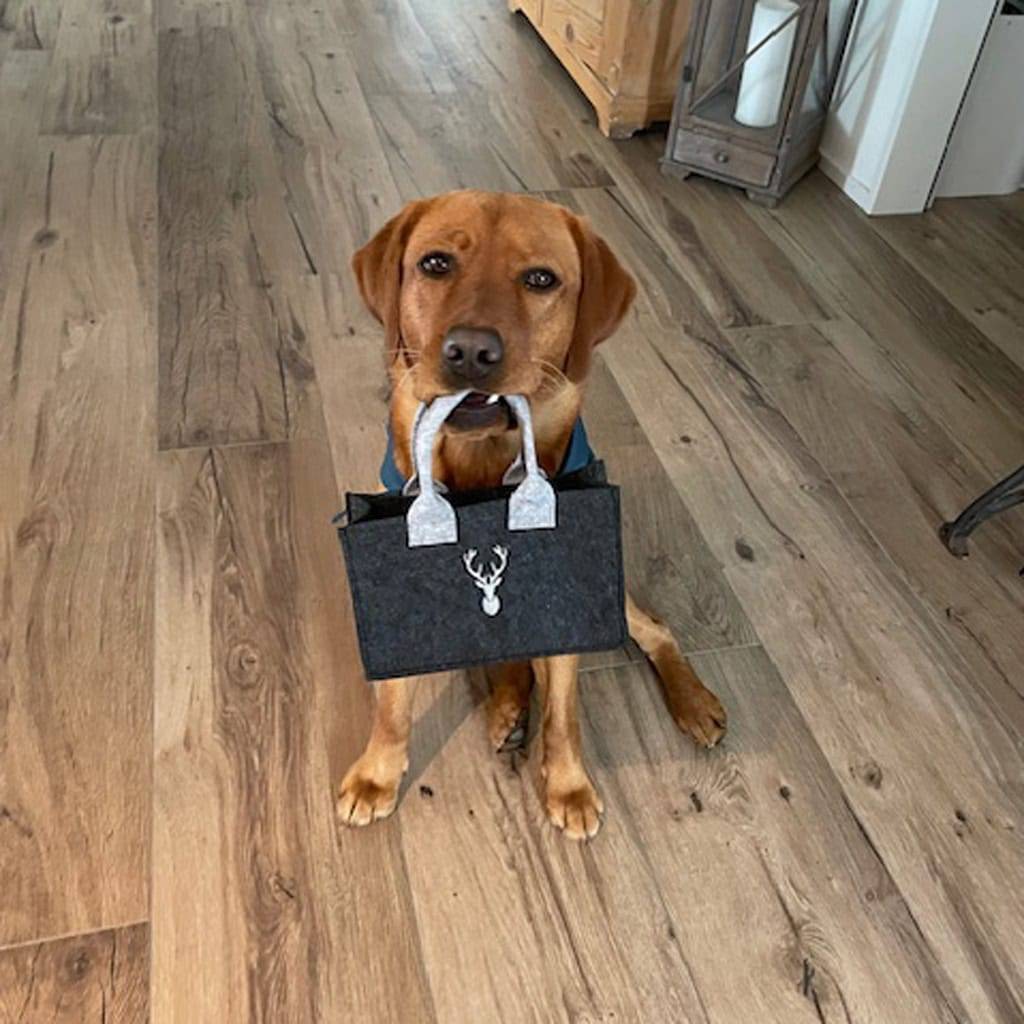 Hund mit Einkaufstasche, Haustier, Tier, Hund, Einkauf, Haustierbedarf.