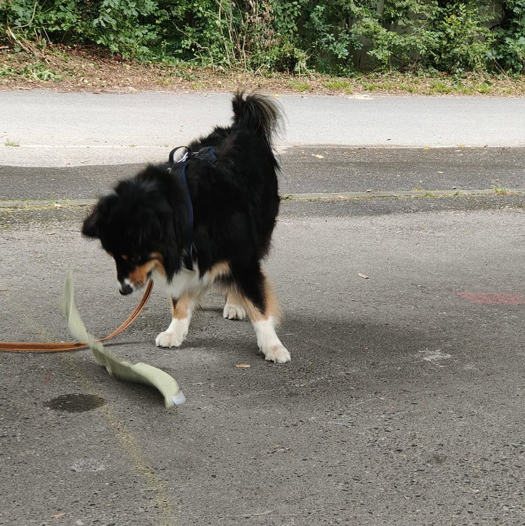 Hund beim Spielen auf der Straße, erkundet die Umgebung mit einem Spielzeug.