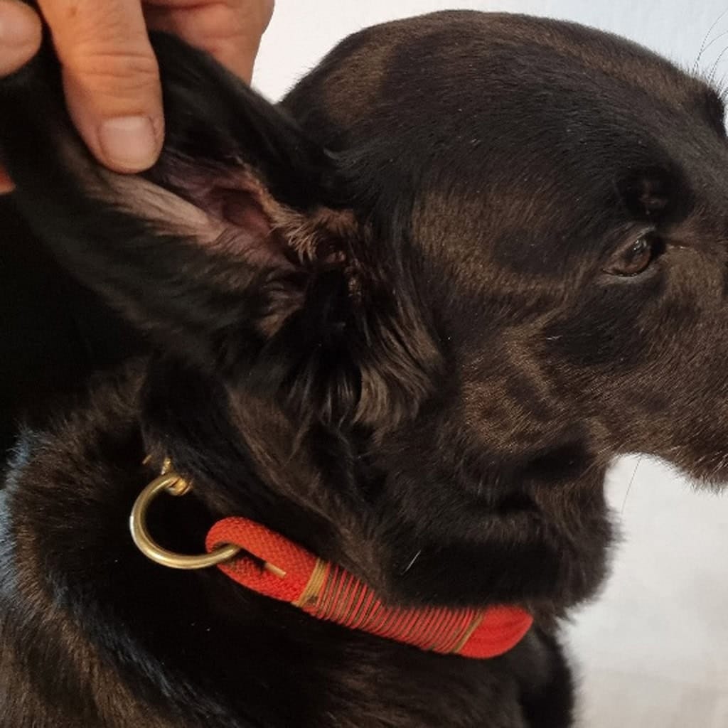 Hundeohren und Gesicht im Profil, schwarze Fellfarbe, rote Halsband, Nahaufnahme.