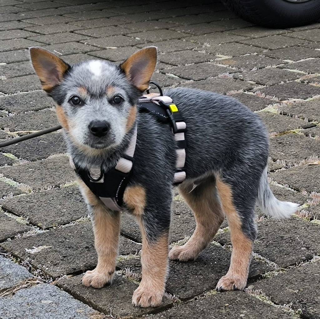 Hundewelpe mit Hundegeschirr auf Kopfsteinpflaster, neugierig, freundlich und bereit für die Welpenschule
