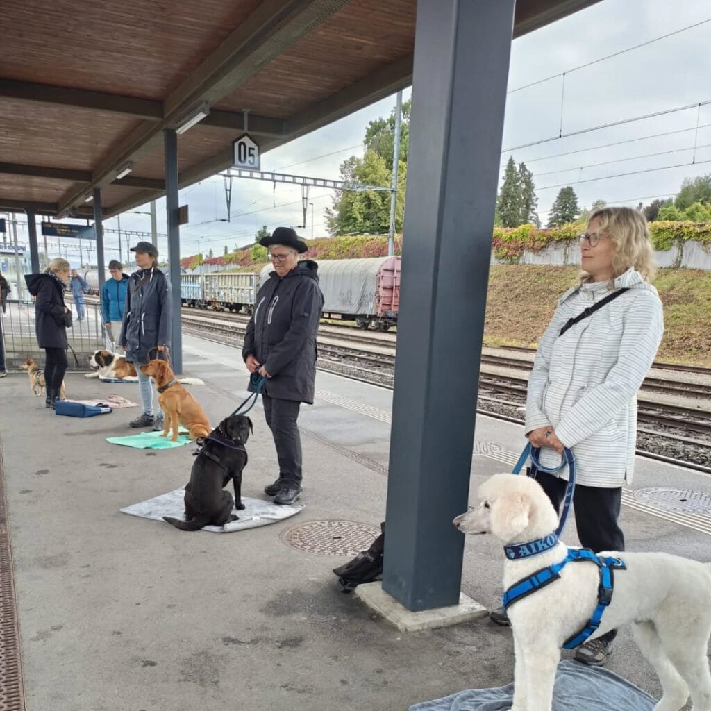 Schulhund-Training am Bahnhof mit Menschen und Hunden, Fokus auf Gehorsam und Zusammenarbeit.