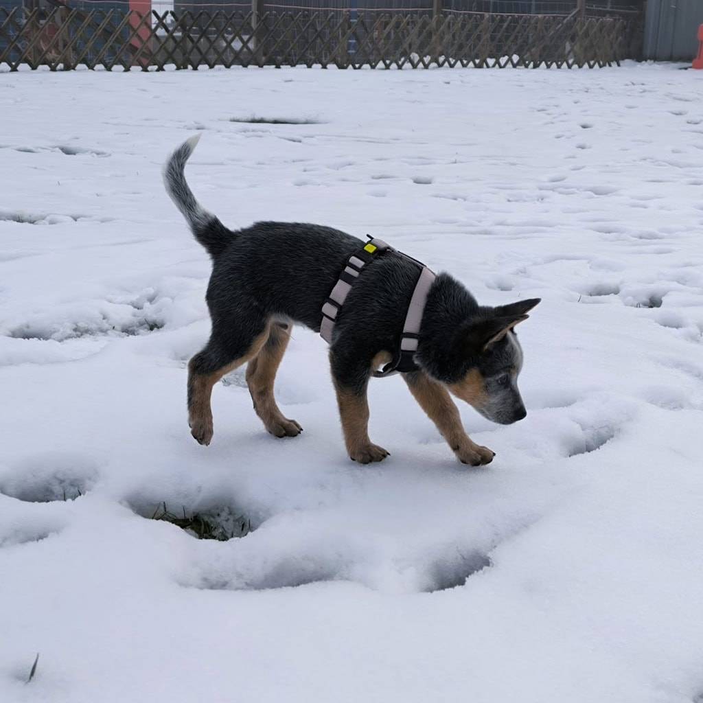 Hunde im Schnee erkunden die winterliche Landschaft, spielen im frischen Schnee, ideal für Outdoor-A.