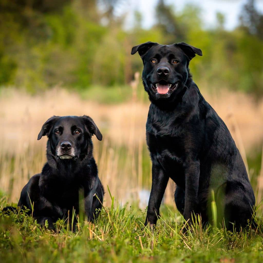 Hunde im Freien, die auf einer Wiese sitzen, umgeben von Natur und Bäumen, bei schönem Wetter.