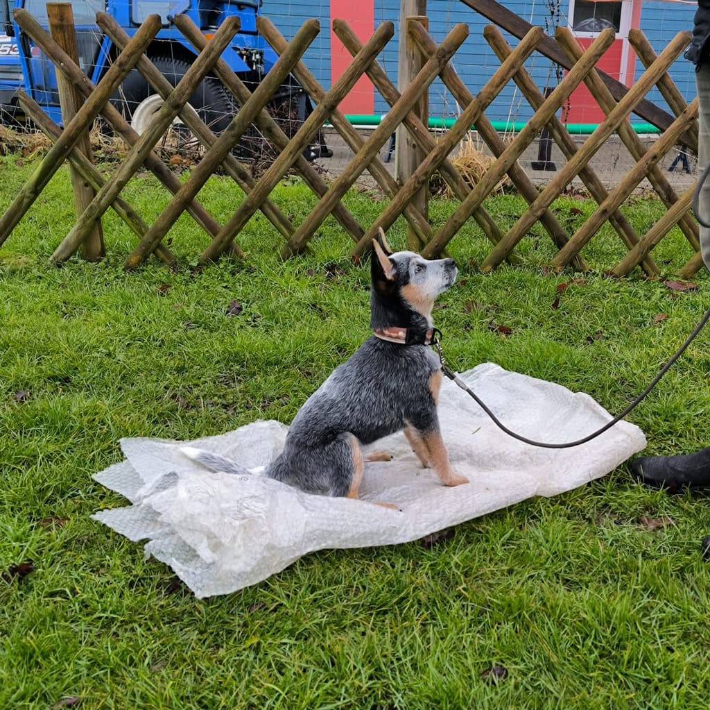 Welpe sitzt auf einer Decke im Garten, umgeben von Holzlattenzaun, mit bunten Gebäuden im Hintergrun.